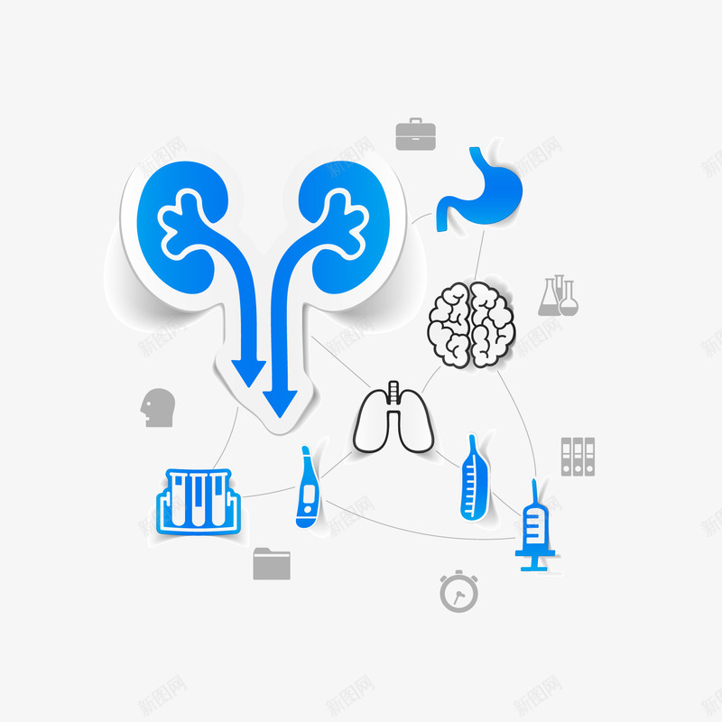 肾png免抠素材_新图网 https://ixintu.com 实验 肾 药剂