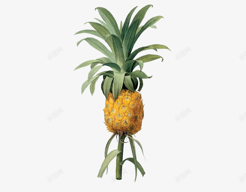 枝干上的菠萝png免抠素材_新图网 https://ixintu.com 卡通 叶子 手绘 枝干 桔梗 水果 菠萝 黄色