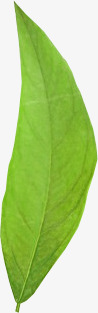 绿色文艺树叶素材
