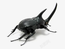 甲壳虫免抠一只甲壳虫高清图片