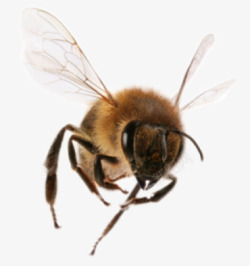 蜂虫张望的蜜蜂高清图片