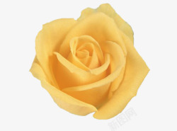 黄玫瑰花素材