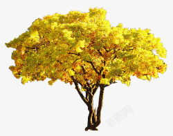 黄色胡杨树素材