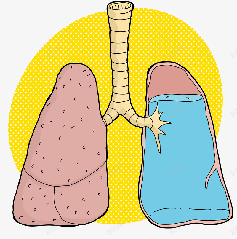 人体重要器官png免抠素材_新图网 https://ixintu.com 人体组织 保护身体 生命健康 组织器官 肺叶 肺管 身体健康