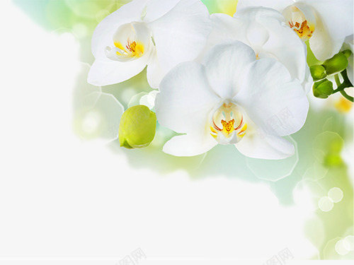 植物花卉图png免抠素材_新图网 https://ixintu.com 植物花卉图 海报素材 淘宝产品背景素材
