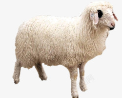 白色的羊盐池滩羊仔高清图片