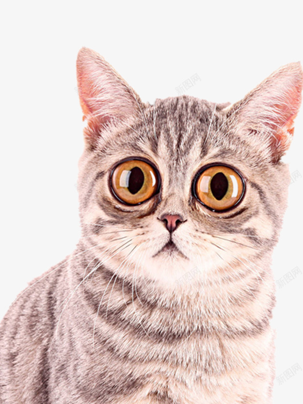 大眼睛的猫png免抠素材_新图网 https://ixintu.com 下载图片 产品实物 好看的猫 漂亮的猫