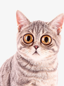 好看的猫大眼睛的猫高清图片