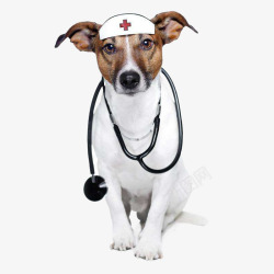 戴领带的狗戴听诊器的狗医生高清图片