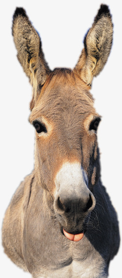 驴头家畜动物高清图片