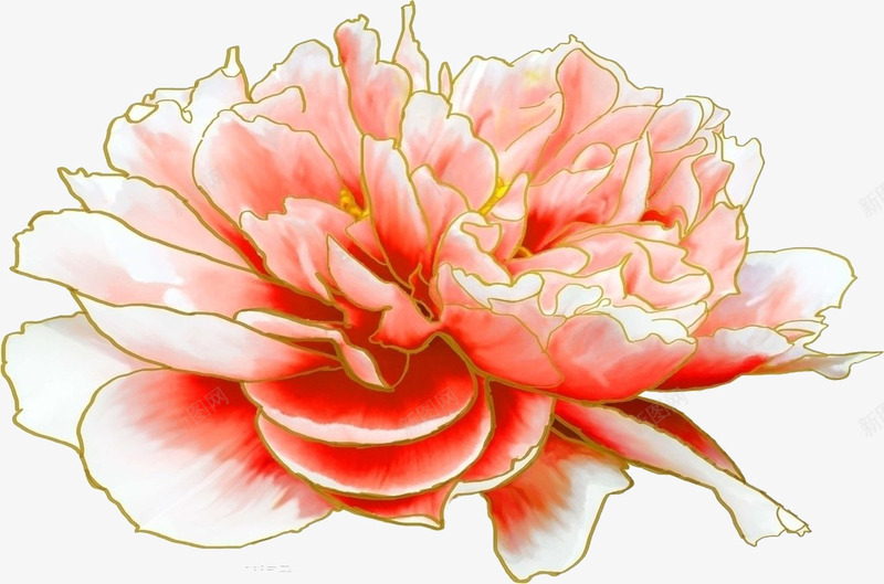 粉红牡丹png免抠素材_新图网 https://ixintu.com 浅粉红色 由外往里颜色渐深 金边 鲜红色