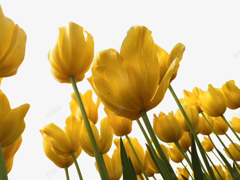 春季清新可爱花朵植物热点psd免抠素材_新图网 https://ixintu.com 可爱 春季 植物 清新 热点 花朵