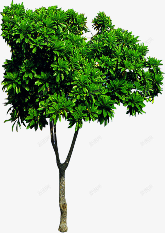 一颗绿色的小树png免抠素材_新图网 https://ixintu.com 一棵树 园艺 景观 树木 环保 绿色
