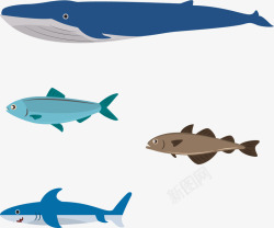 海洋物种鲸鱼海洋矢量图高清图片