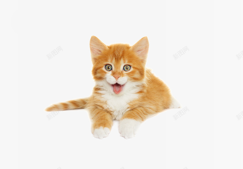 黄色毛茸茸的小猫咪摄影png免抠素材_新图网 https://ixintu.com 图片 摄影图片 毛茸茸 毛茸茸的小动物 肥肥的猫咪 胖胖的小猫 黄色 黄色的小猫