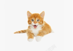 肥肥的黄色毛茸茸的小猫咪摄影高清图片