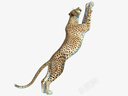 非洲野生动物飞扑的猎豹高清图片