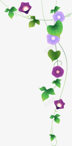 春天花藤紫色唯美春天花藤植物高清图片