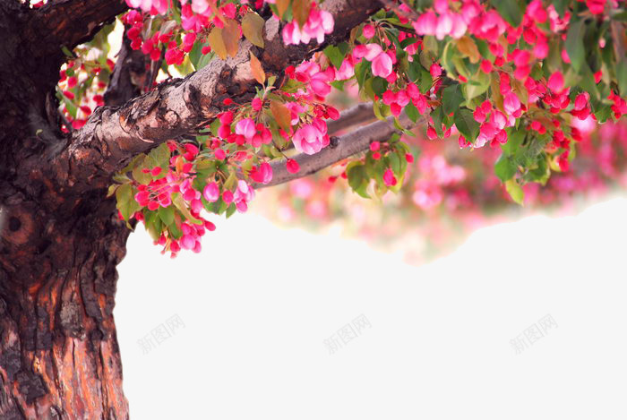 一颗木棉花树png免抠素材_新图网 https://ixintu.com 一棵树 木棉花 木棉花树 植物 花朵