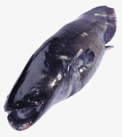 深黑斑鱼素材