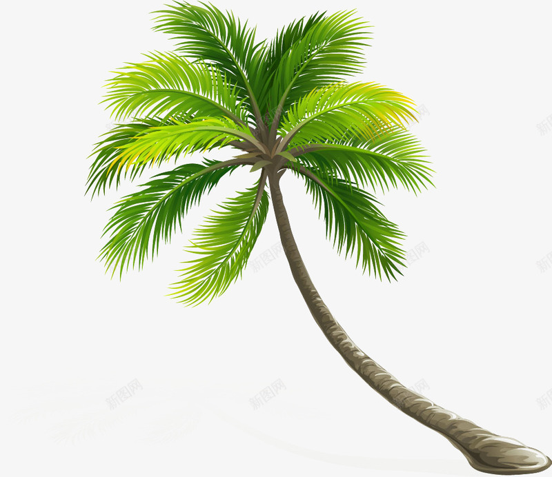 椰子树psd免抠素材_新图网 https://ixintu.com 椰子树 绿色植物 装饰