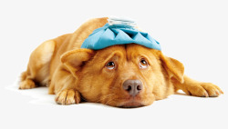 宠物店海报素材生病的狗狗高清图片