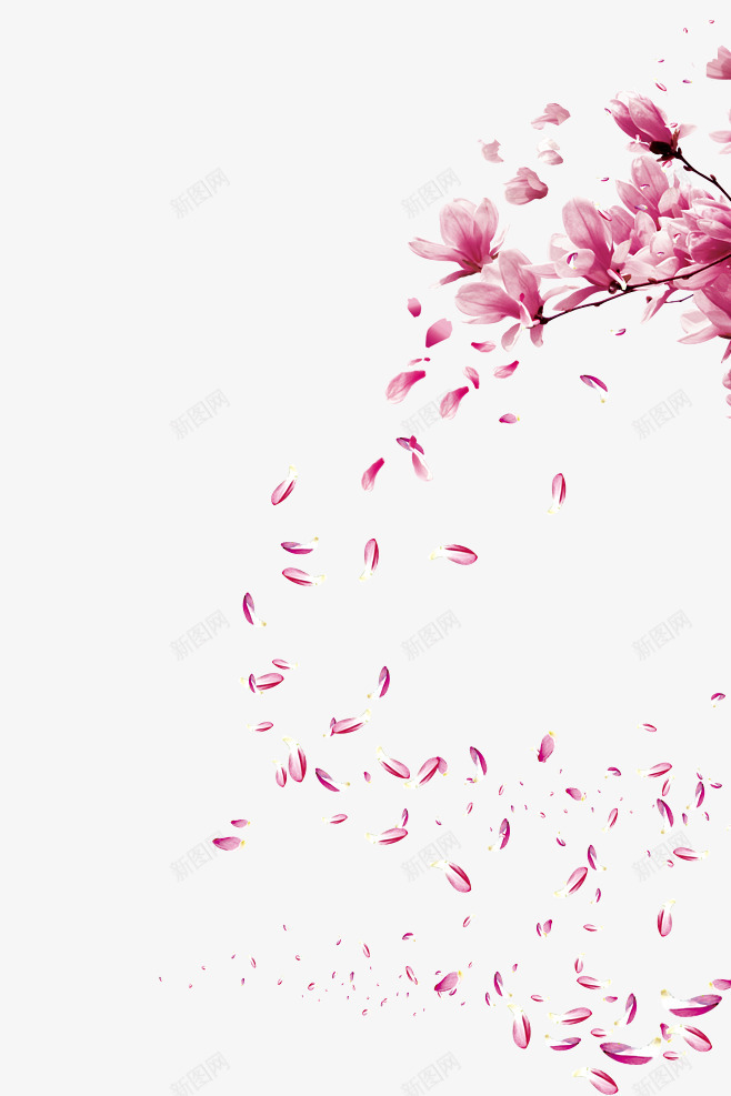 漂浮的玉兰花瓣png免抠素材_新图网 https://ixintu.com 漂浮 玉兰花 粉色的 美丽的 花卉 花朵 花瓣
