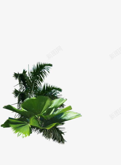热带植物png免抠素材_新图网 https://ixintu.com 植物 植被 灌木 热带 绿色