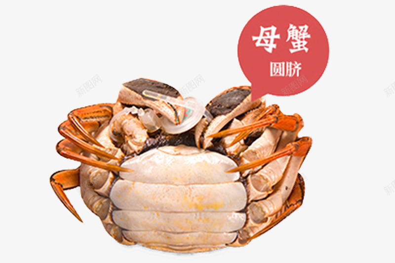 母蟹螃蟹大闸蟹psd免抠素材_新图网 https://ixintu.com psd 大闸蟹 大闸蟹礼券 母蟹 螃蟹
