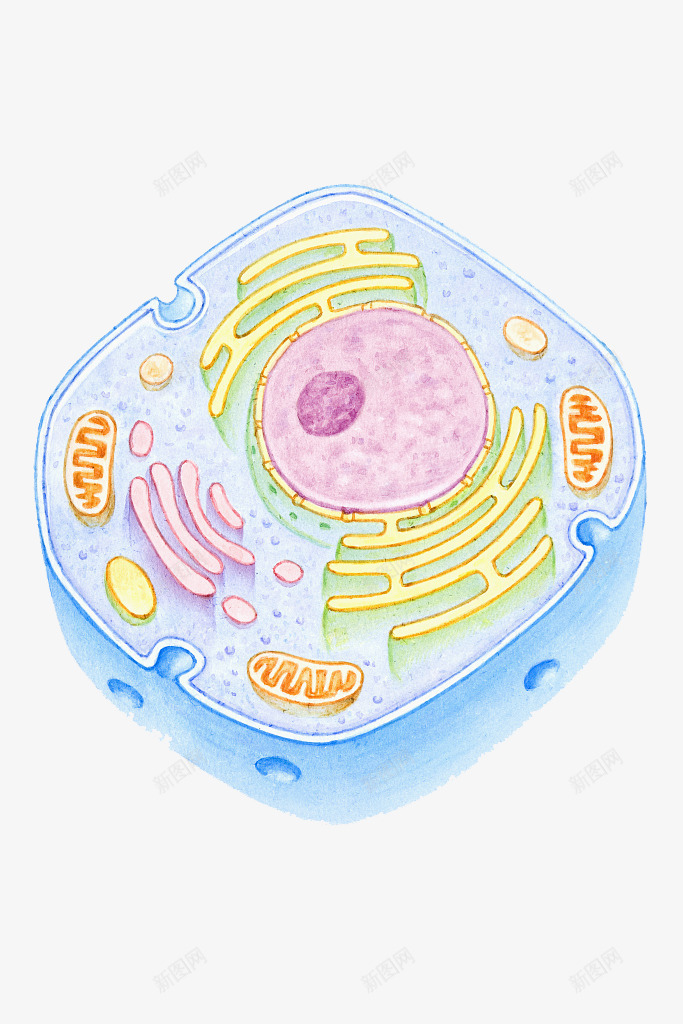 彩色细胞核结构png免抠素材_新图网 https://ixintu.com 动物细胞 核糖核酸 植物细胞 模型结构 横断面 细胞核 细胞膜 细胞质