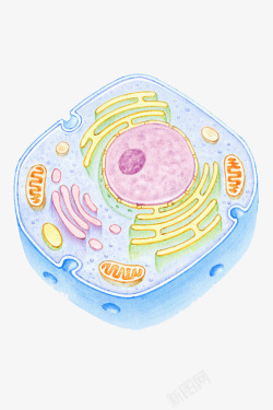 细胞膜彩色细胞核结构高清图片