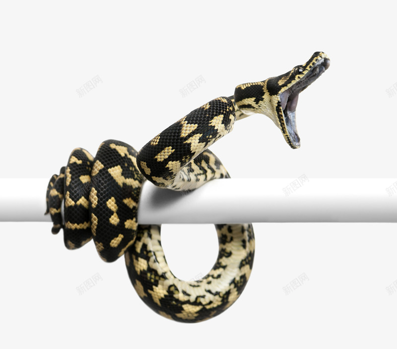 张嘴的蟒蛇png免抠素材_新图网 https://ixintu.com PNG图形 PNG装饰 动物 卡通 蟒蛇 装饰