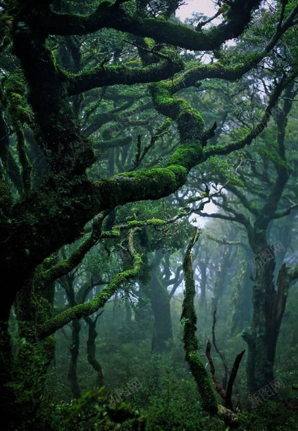 梦幻绿色热带雨林png免抠素材_新图网 https://ixintu.com 梦幻 热带雨林 绿色