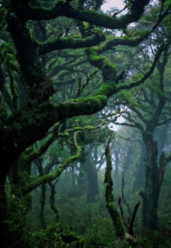 梦幻绿色热带雨林素材
