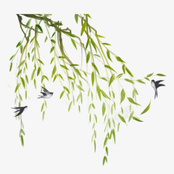 收获的季节三只燕子和几根柳枝高清图片