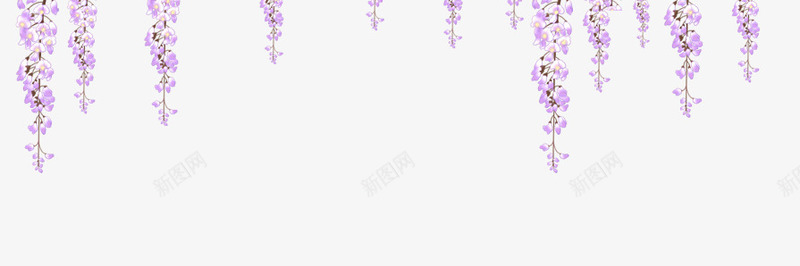 垂下来的紫色薰衣草装饰png免抠素材_新图网 https://ixintu.com 下来 紫色 装饰