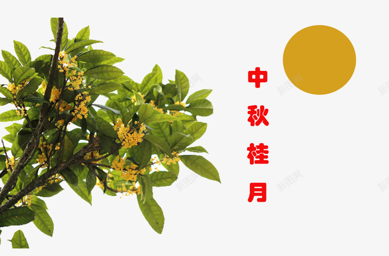 桂花茂盛png免抠素材_新图网 https://ixintu.com 中秋桂花 唐宋 有着悠久的历史 栽培 桂树 桂花的 盛于 种植 肉桂树