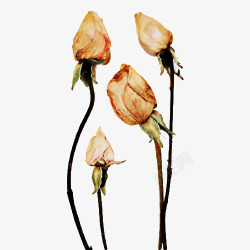枯萎的玫瑰四朵干枯的花高清图片