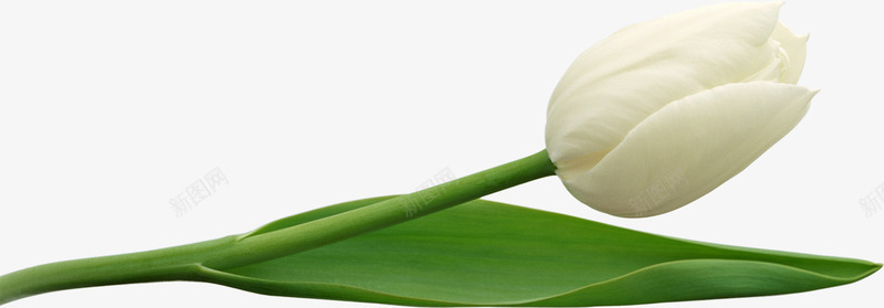 一只白色郁金香png免抠素材_新图网 https://ixintu.com 一枝郁金香 白色 美丽 郁金香 鲜花