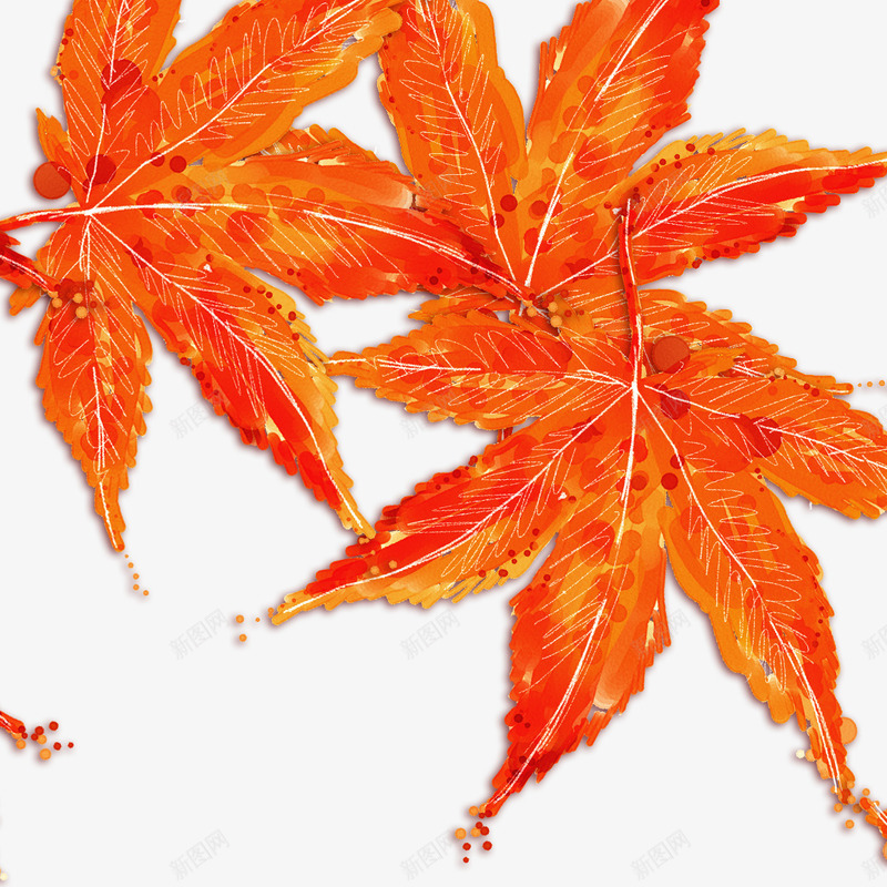 秋天橙色的枫叶png免抠素材_新图网 https://ixintu.com 枫叶 橙色 秋天 秋天橙色的枫叶