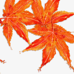 秋天橙色的枫叶素材
