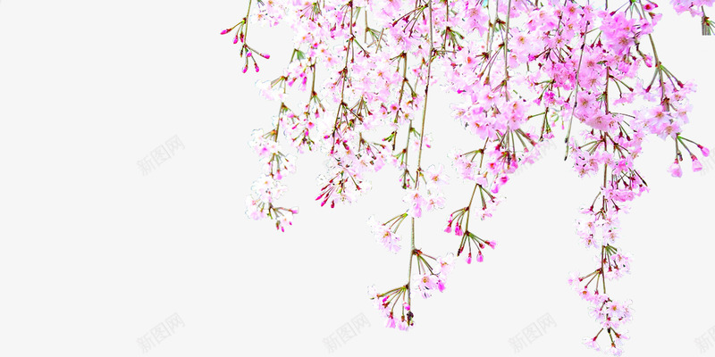 粉色花朵春季装饰png免抠素材_新图网 https://ixintu.com 春季 粉色 花朵 装饰