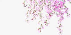 粉色花朵春季装饰素材