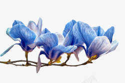 花瓣脉络清晰蓝色带香味分支上纹理清晰的玉兰高清图片