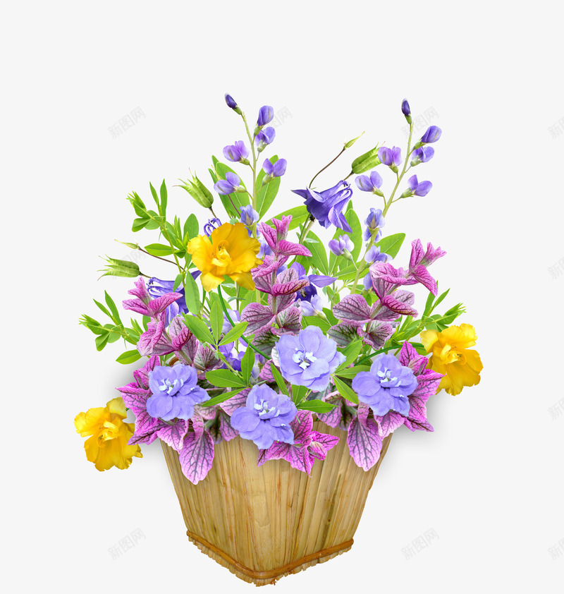 摄影好看的花卉植物png免抠素材_新图网 https://ixintu.com 好看 摄影 植物 花卉