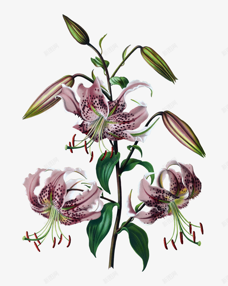 紫色美丽的洋葱花图案png免抠素材_新图网 https://ixintu.com 创意图案 洋葱花 盆栽景观 紫色 美丽好看 花束