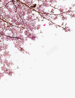 摄影写实樱花树写实高清图片