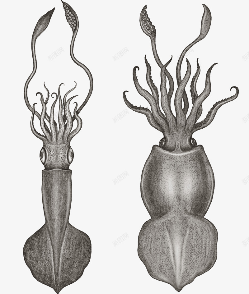 乌贼png免抠素材_新图网 https://ixintu.com 乌贼 墨鱼 海鲜