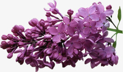 紫丁香花素材