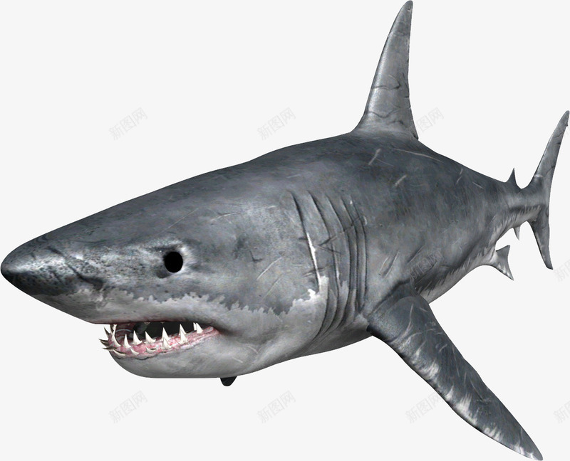 有疤痕的凶猛灰色鲨鱼png免抠素材_新图网 https://ixintu.com 凶猛风格 有疤痕的 杀气 猛兽素材 鲨鱼 黑色